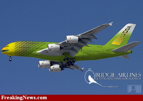 Budgie-Airlines--27329